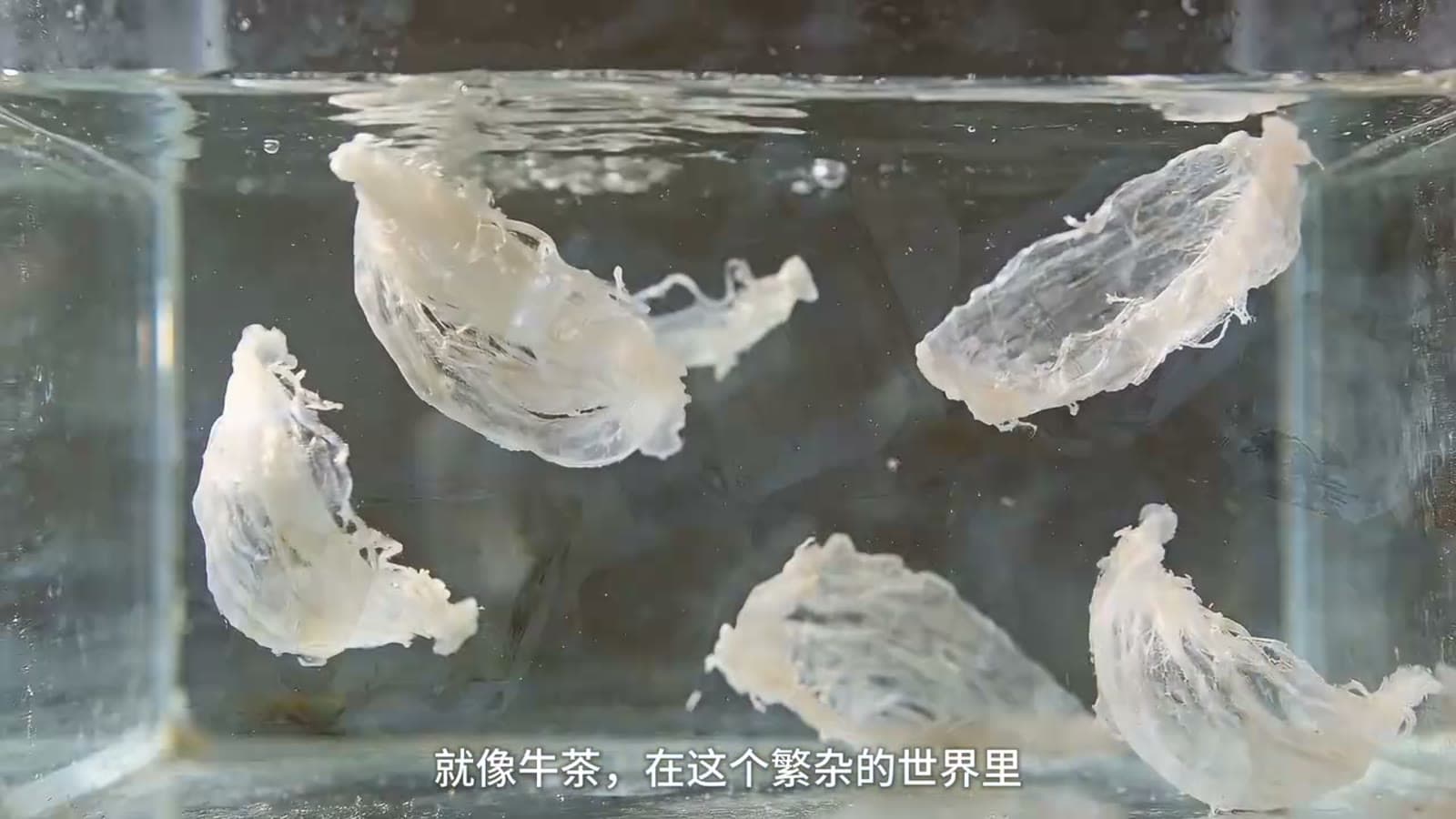 牛茶 AI 广告 TVC 1